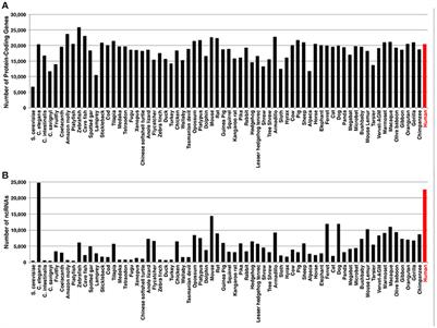 Long Non-coding RNAs in Endothelial Biology